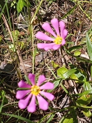 Sabatia dodecandra