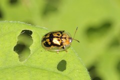 Deloyala lecontei