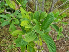 Cordia