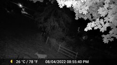 Odocoileus virginianus