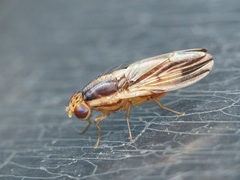 Peplomyza