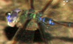 Gynacantha litoralis