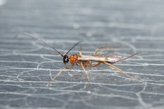 Braconidae