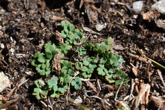 Thalictrum alpinum