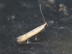 Mesophleps trinotella
