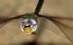 Gynacantha litoralis