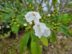 Cordia