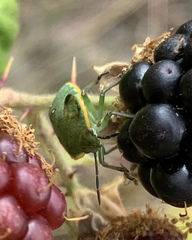 Thyanta pallidovirens