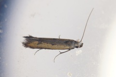 Mesophleps trinotella