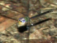 Gynacantha litoralis