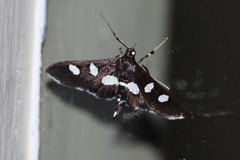 Desmia maculalis