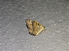 Macaria adonis