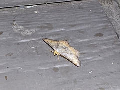 Macaria adonis