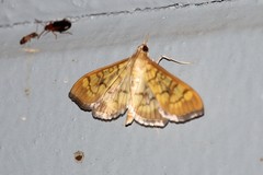 Mimorista subcostalis