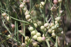 Antistrophus pisum