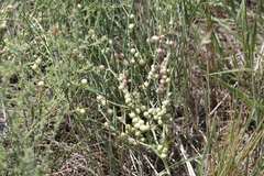 Antistrophus pisum