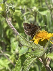 Piruna brunnea