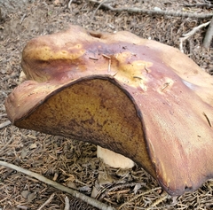 Boletus rubriceps