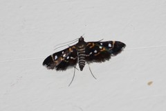 Diathrausta harlequinalis