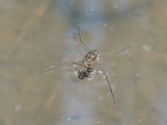 Gerris latiabdominis