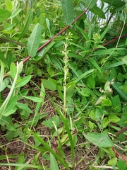 Platanthera flava