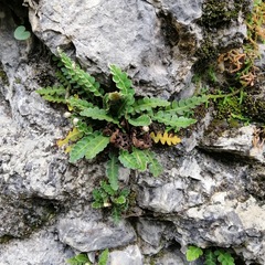 Asplenium ceterach image