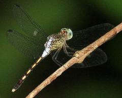 Erythrodiplax anatoidea