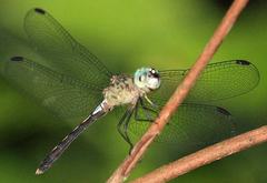 Erythrodiplax anatoidea