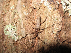 Elytrimitatrix undata