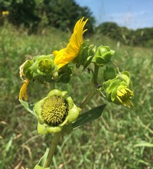 Silphium integrifolium laeve