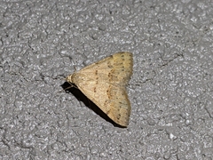 Hemeroplanis historialis