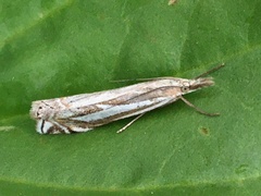 Crambus whitmerellus