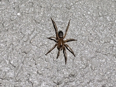 Drassyllus