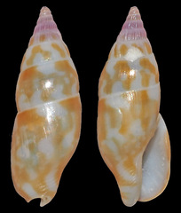 Metanachis marquesa