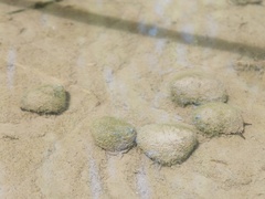 Cipangopaludina malleata