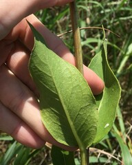 Silphium integrifolium laeve