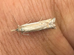 Crambus whitmerellus