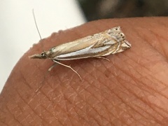Crambus whitmerellus