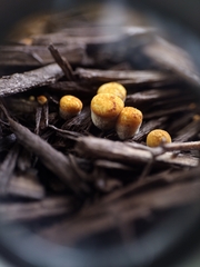 Crucibulum laeve