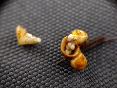 Crucibulum laeve