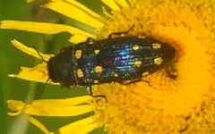 Acmaeodera degener