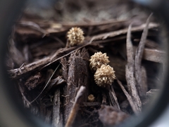 Cyathus