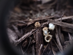 Cyathus