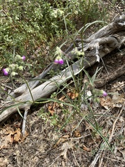 Mirabilis linearis linearis