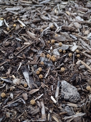 Cyathus