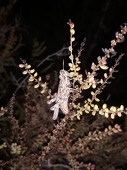 Dericorys carthagonovae