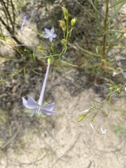 Ipomopsis longiflora