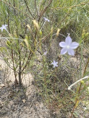 Ipomopsis longiflora