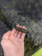 Cottus pitensis