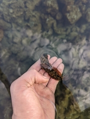 Cottus pitensis
